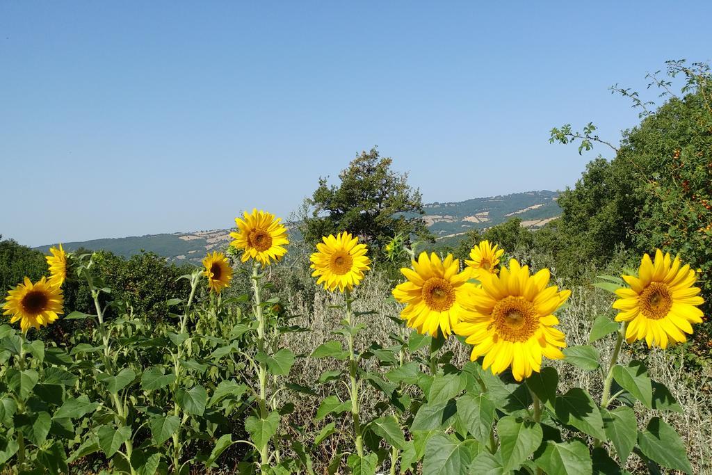 Podere Sant'Angelo Roccalbegna Exterior foto